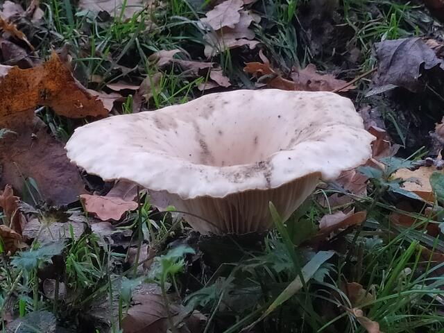 Ein Pilz, so groß wie eine kleine Schüssel | Foto: sigischlottke