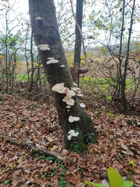 Wunderschöne Baumpilze | Foto: sigischlottke