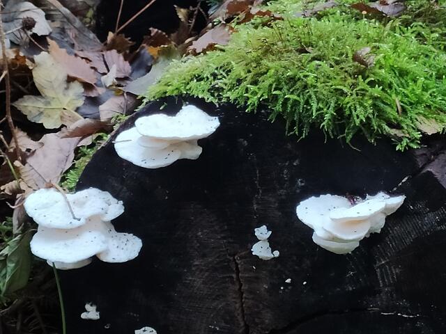 Die weißen Pilze sehen auf dem schwarzen Stamm richtig toll aus | Foto: sigischlottke