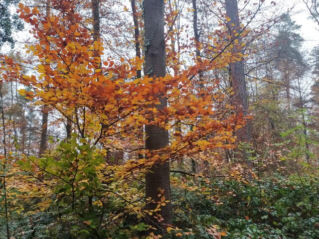 Herbstfarben - so schön | Foto: sigischlottke