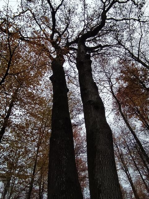 Die tolle Zwillingseiche | Foto: sigischlottke