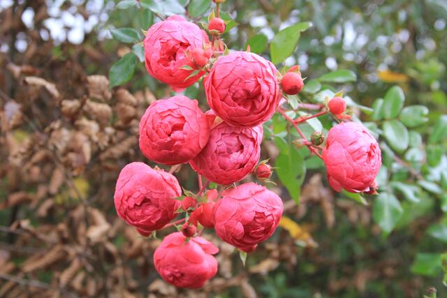 WOW 16.11.2024 | Foto: Ralf Röser