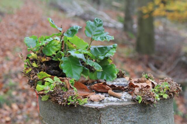 wächst wieder | Foto: Ralf Röser