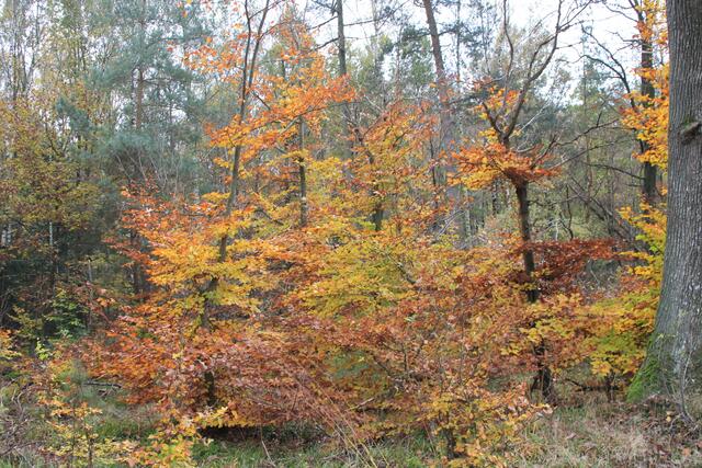 schöne Herbstfarben | Foto: Ralf Röser