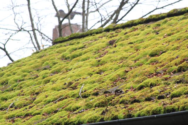 so schön | Foto: Ralf Röser