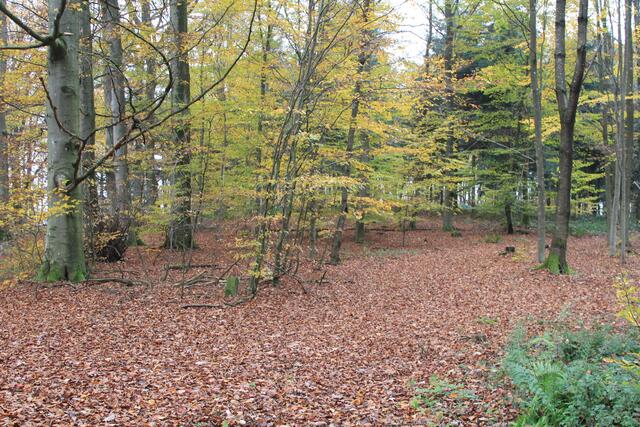 schöner Waldboden | Foto: Ralf Röser