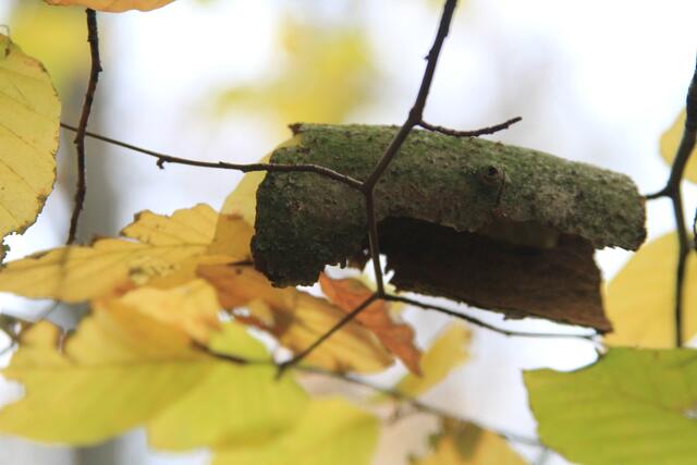 schee | Foto: Ralf Röser