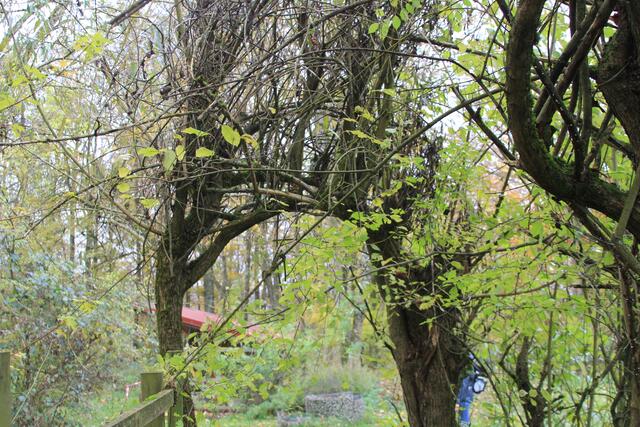 schee | Foto: Ralf Röser