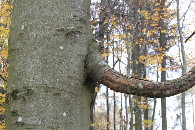 so ebbes | Foto: Ralf Röser