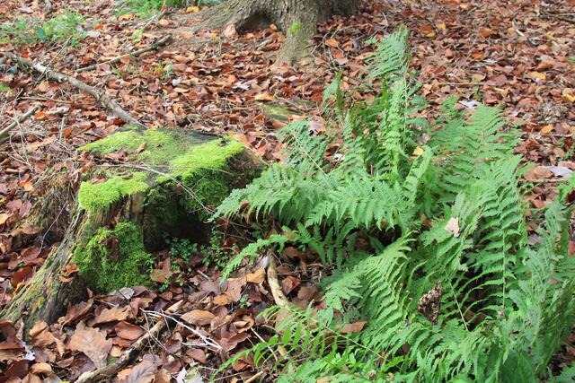 Farn😍 | Foto: Ralf Röser