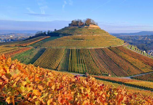 Ruine Weibertreu vom Schemelsberg aus in der Abendsonne. | Foto: Andreas Odey 