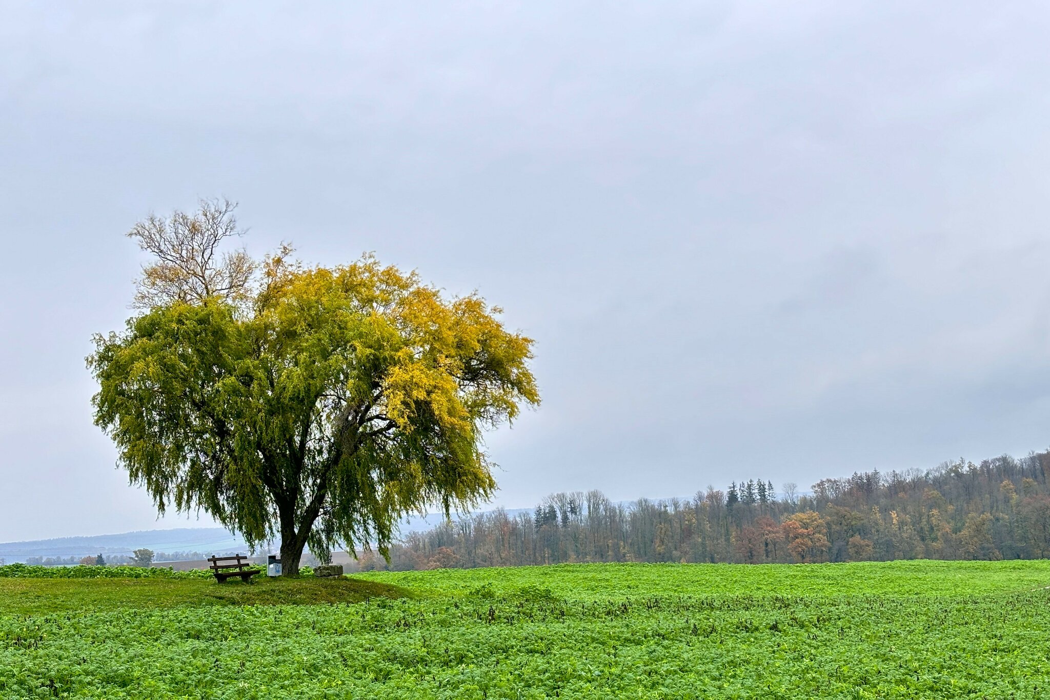 Einsamer Feldbaum im Herbstschmuck: Einsamer Feldbaum im Herbstschmuck ...