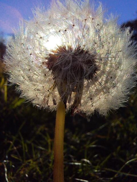 Pusteblume = Sonnenblume | Foto: Andreas Odey 