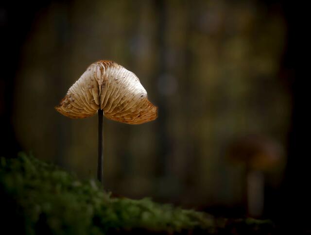 Foto: c uschipohl