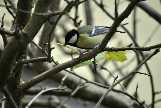 Foto: Daniela Somers