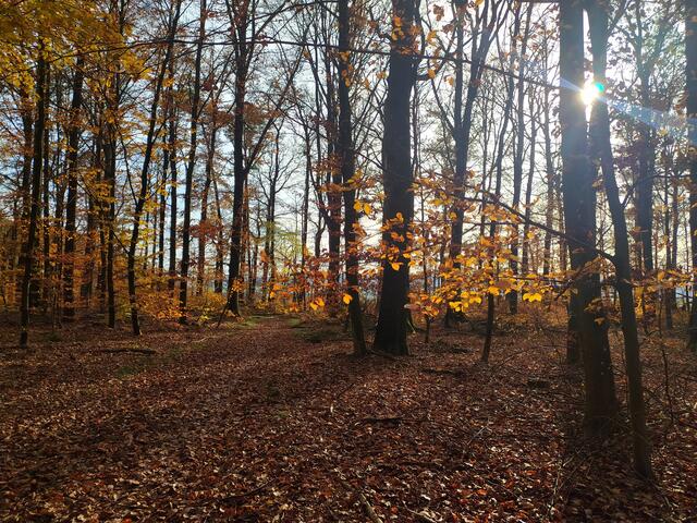 Soooo schön ist der herbstliche Wald.  | Foto: sigischlottke