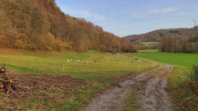 Sonntags früh🍁🍂🌞😍🌞🍂🍁 | Foto: Ralf Röser