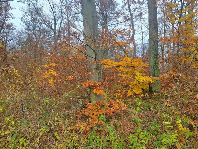 Die Sonne bringt die Herbstfarben zum Leuchten.  | Foto: sigischlottke