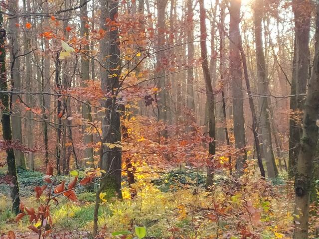 Farbenfroher Herbstwald.  | Foto: sigischlottke