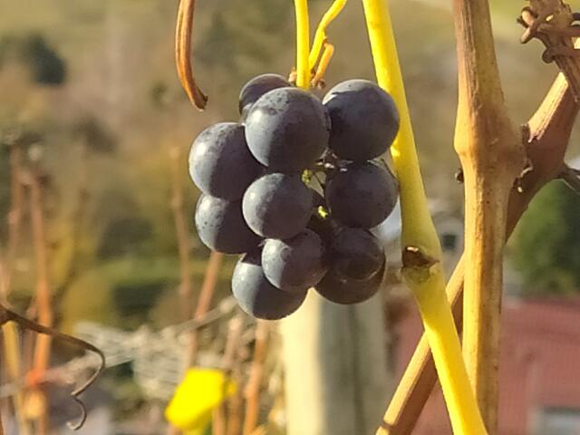 Ein paar Trauben hängen noch an den Reben.  | Foto: sigischlottke