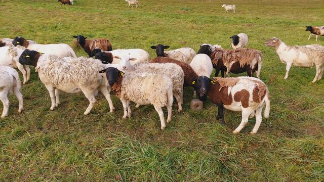 Sonntags früh🍁🍂🌞😍🌞🍂🍁 | Foto: Ralf Röser