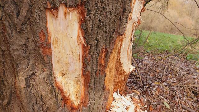 Sonntags früh🍁🍂🌞😍🌞🍂🍁 | Foto: Ralf Röser