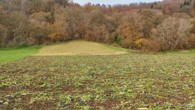 Sonntags früh🍁🍂🌞😍🌞🍂🍁 | Foto: Ralf Röser