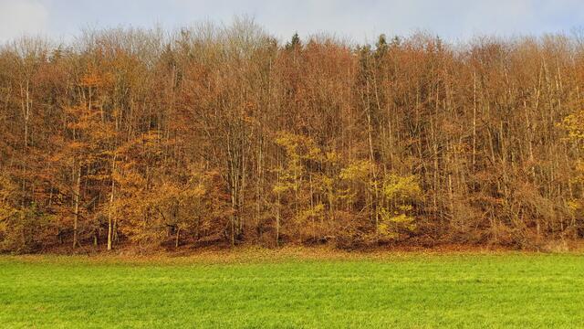 Sonntags früh🍁🍂🌞😍🌞🍂🍁 | Foto: Ralf Röser