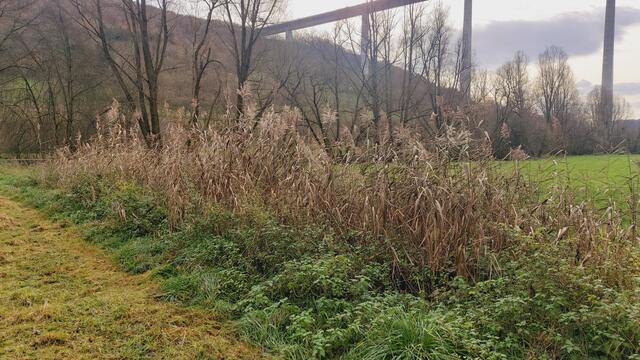 Sonntags früh🍁🍂🌞😍🌞🍂🍁 | Foto: Ralf Röser