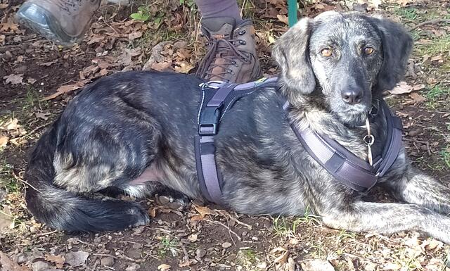 Vicky ruht sich auch aus, ist aber sehr aufmerksam. Es könnte ja noch ein Leckerli geben 😊.  | Foto: sigischlottke