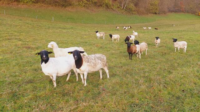 Sonntags früh🍁🍂🌞😍🌞🍂🍁 | Foto: Ralf Röser