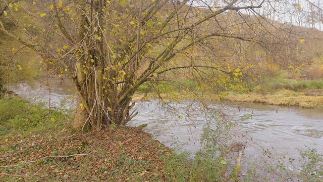 Sonntags früh🍁🍂🌞😍🌞🍂🍁 | Foto: Ralf Röser