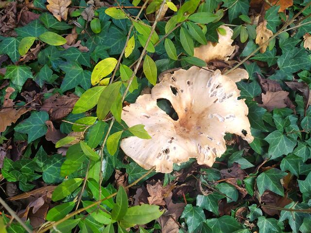 Ein Pilz, der fast schon wie eine Blüte aussieht.  | Foto: sigischlottke