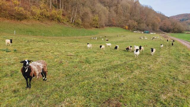 Sonntags früh🍁🍂🌞😍🌞🍂🍁 | Foto: Ralf Röser