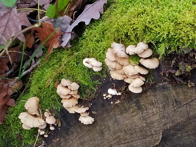 Baumpilze - immer wieder ein tolles Fotomotiv.  | Foto: sigischlottke