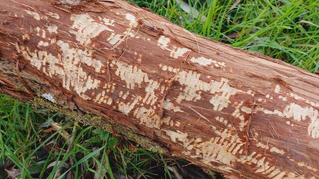 Sonntags früh🍁🍂🌞😍🌞🍂🍁 | Foto: Ralf Röser