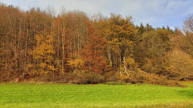 Sonntags früh🍁🍂🌞😍🌞🍂🍁 | Foto: Ralf Röser