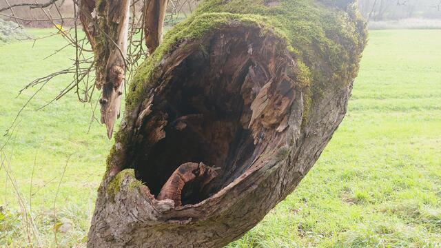 Sonntags früh🍁🍂🌞😍🌞🍂🍁 | Foto: Ralf Röser