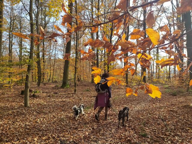 Unsere beiden Wanderhunde lieben es auch, durch die Laubteppiche im Herbstwald zu laufen.  | Foto: sigischlottke