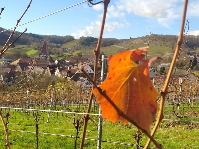 Eines der letzten Blätter im Weinberg leuchtet in der Sonne. Der Kirchturm von Haberschlacht durch die Rebzeilen gesehen.  | Foto: sigischlottke