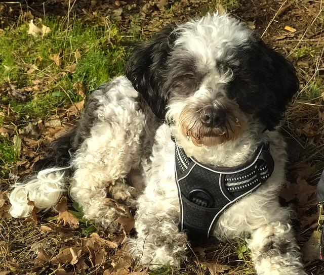 Zorro schaut auch, ob es da nicht noch was Leckeres gibt 😊.  | Foto: sigischlottke