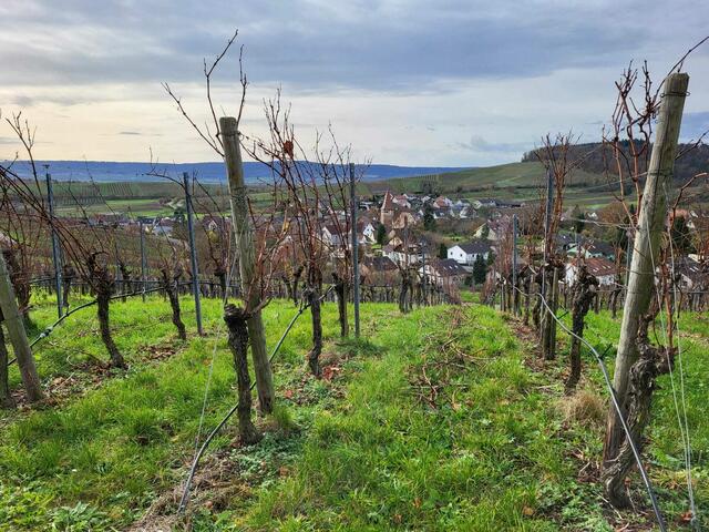 Blick über die Reben hinunter nach Haberschlacht.  | Foto: Petra Schüssler