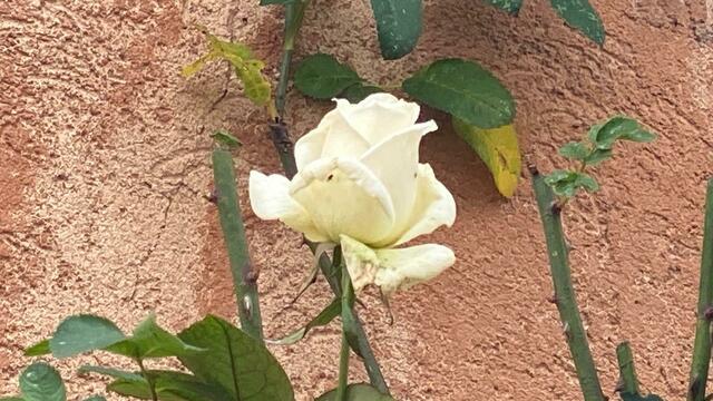 Eine Rose blüht geschützt an einer Hauswand.  | Foto: Beate Bonte