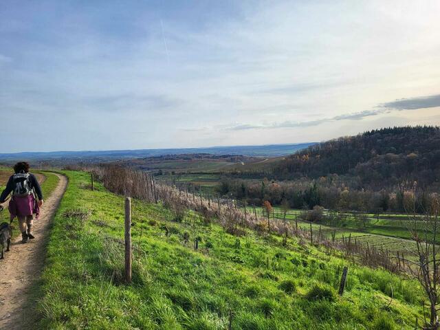 Der Hangkante entlang wandern wir oberhalb der Haberschlachter Weinberge mit tollen Ausblicken weiter.  | Foto: Petra Schüssler