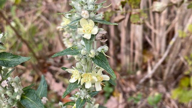 Was das wohl für Blüten sind? Sieht aus wie im Frühling.  | Foto: Beate Bonte