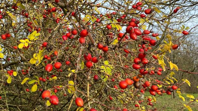 Knallrote Hagebutten - wunderschöner Herbstschmuck.  | Foto: Beate Bonte