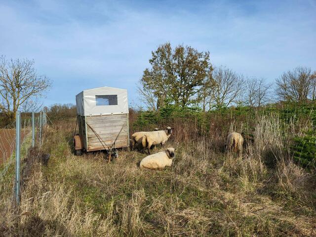 Ein paar Schafe grasen friedlich und genießen das warme Wetter.  | Foto: Petra Schüssler