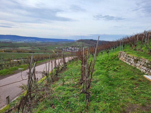 Der Ausblick vom Weinausschank. In der Ferne sieht man Schloss Stocksberg.  | Foto: Petra Schüssler