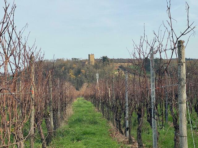 Burg Neipperg | Foto: Beate Bonte