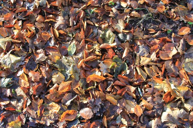 so schön | Foto: Ralf Röser